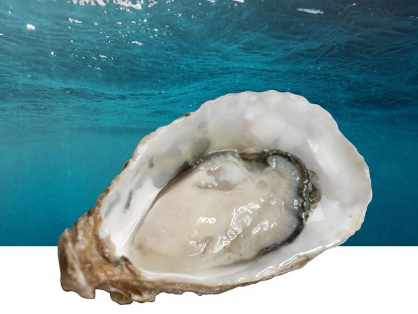 Austern Spezial "JUIZETTE LA RÊVEUSE", Größe "2/G", 12 Stück